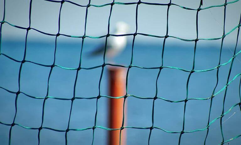 What You Need To Know About Bird Netting