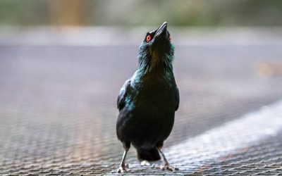 Why Pest Birds Choose Your Property