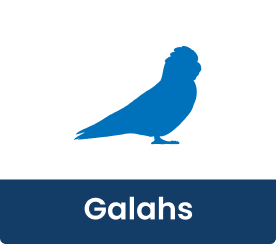 galahs