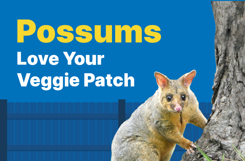 How do I protect my veggie patch from possums with VEXO